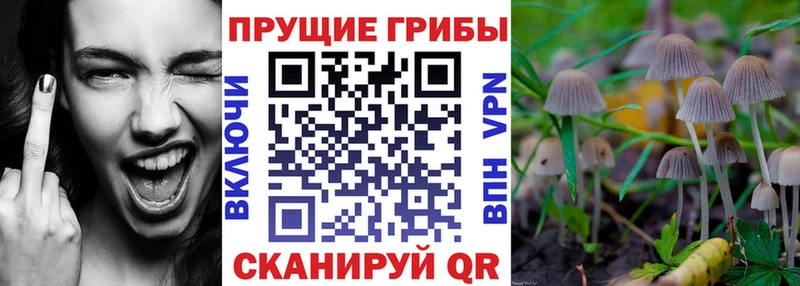 мега ссылки Горно-Алтайск Псилоцибиновые грибы мицелий